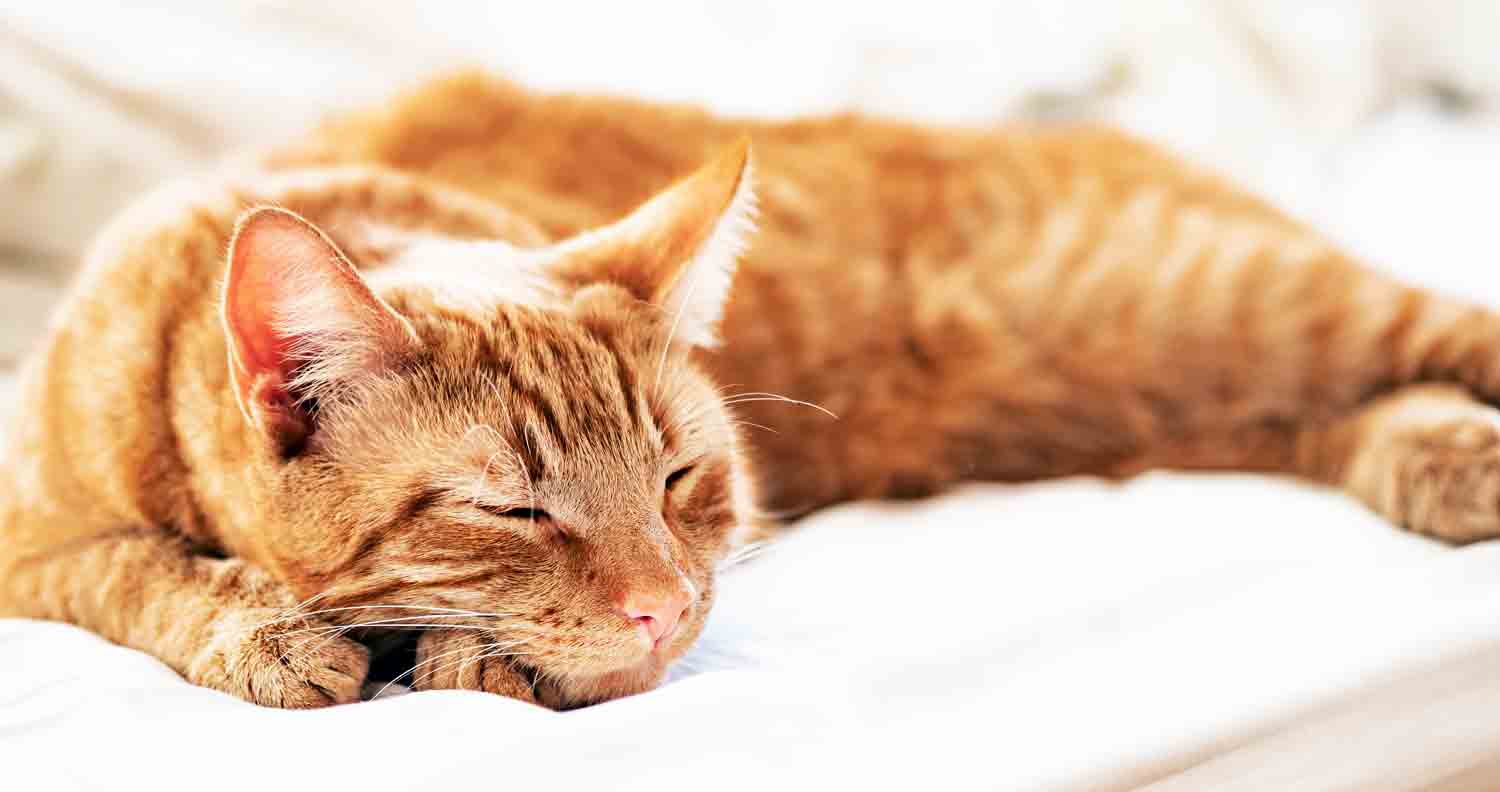 cat-snoring-ginger