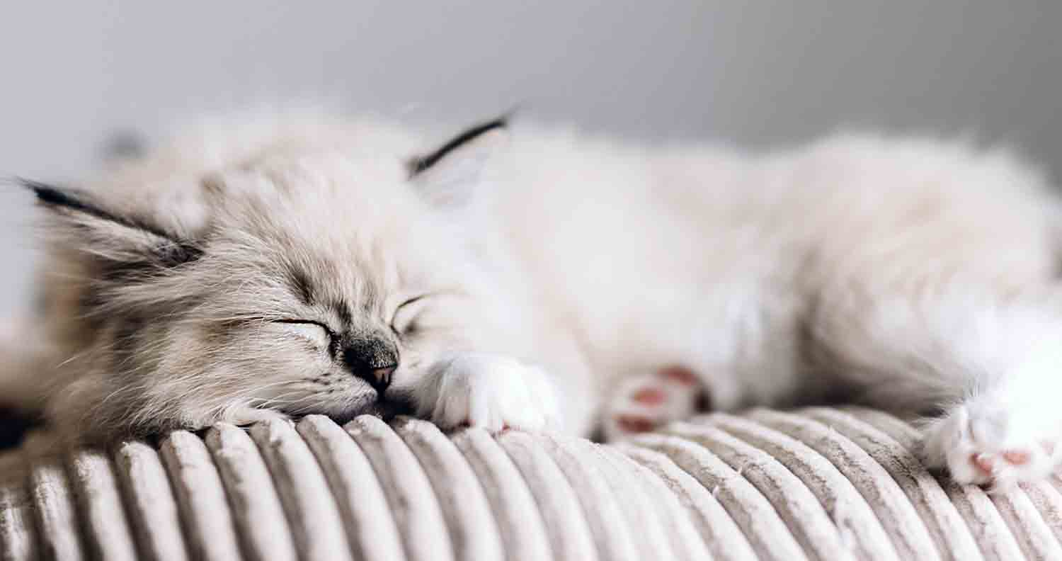 cat-snoring-on-sofa