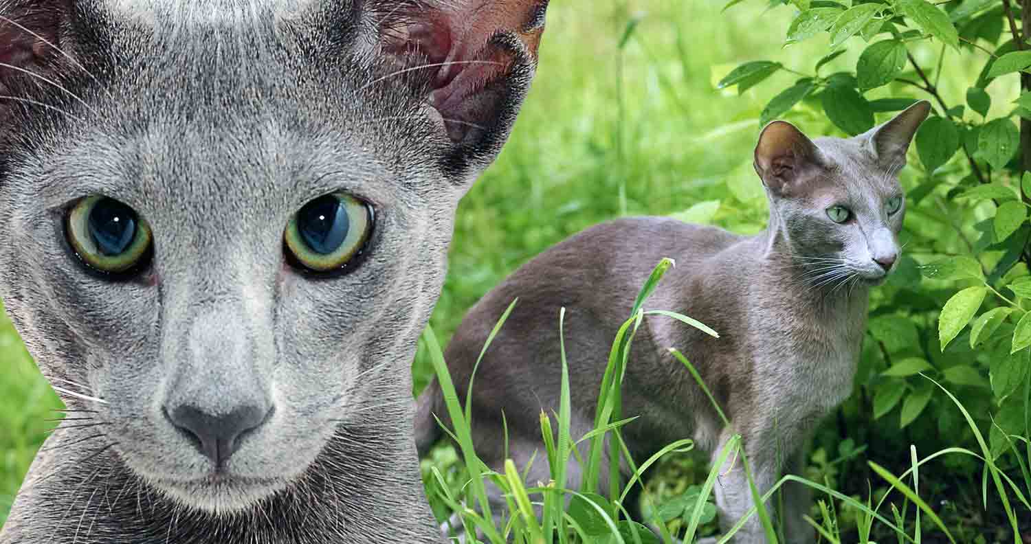 Shorthair Cat Breeds