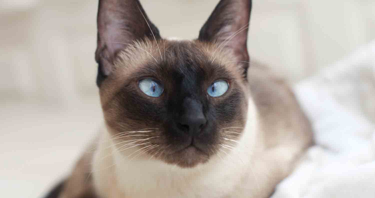types-of-siamese-cats