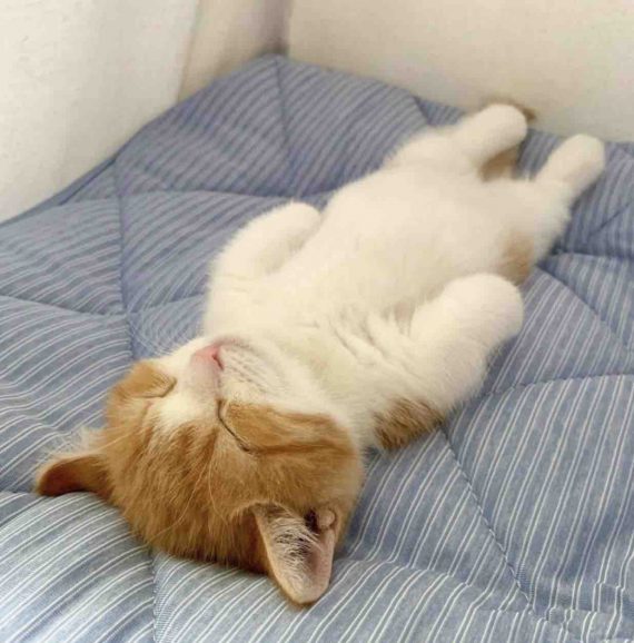 Adorable Pictures of Munchkin Kitten That Sleeps on His Back Like a ...
