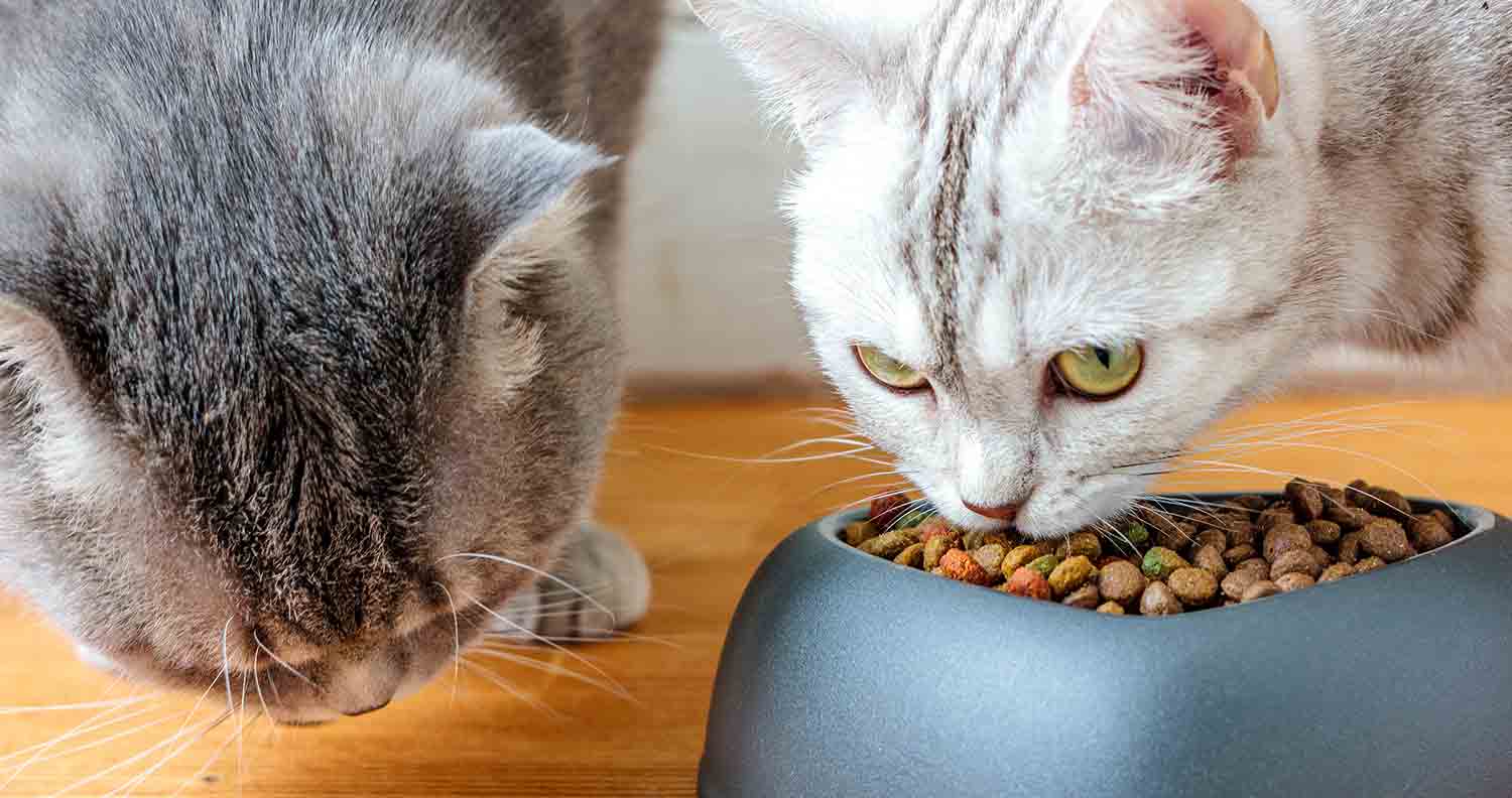 two cats eating from a grey bowl filled with high protein dry cat food