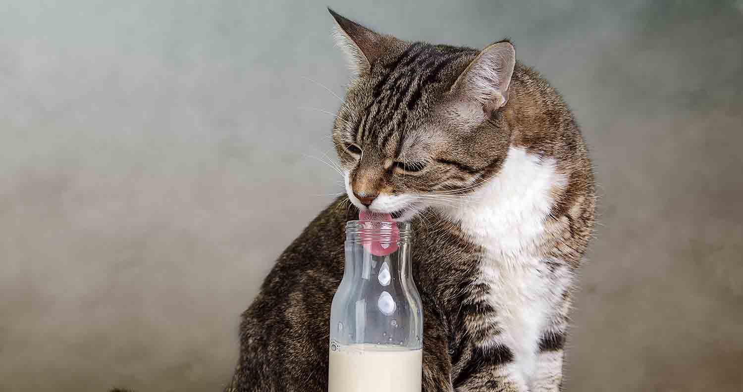 cat drinking from a milk bottle