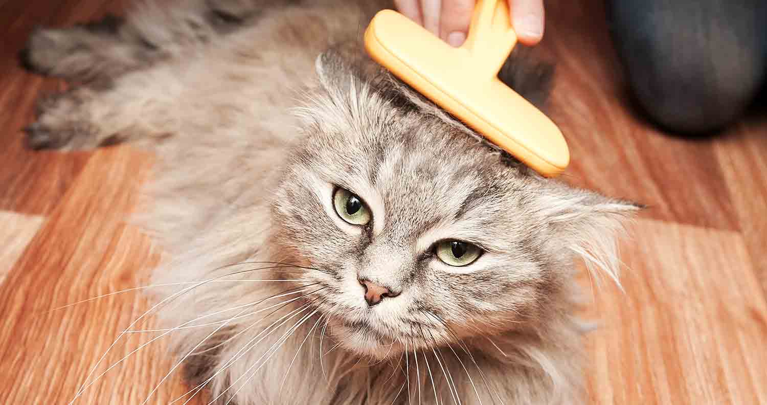 6 Best Tools For Matted Cat Hair - We Love Cats and Kittens