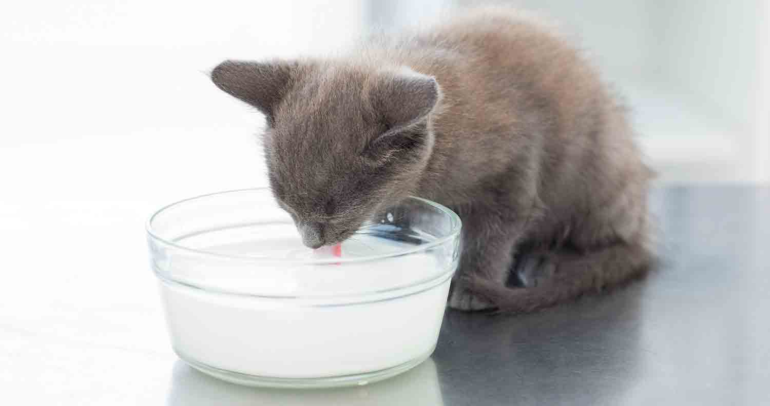 kitten drinking from milk bowl