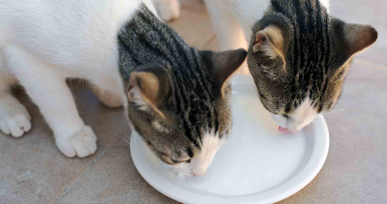 two cats drinking from a cat bowl with milk in