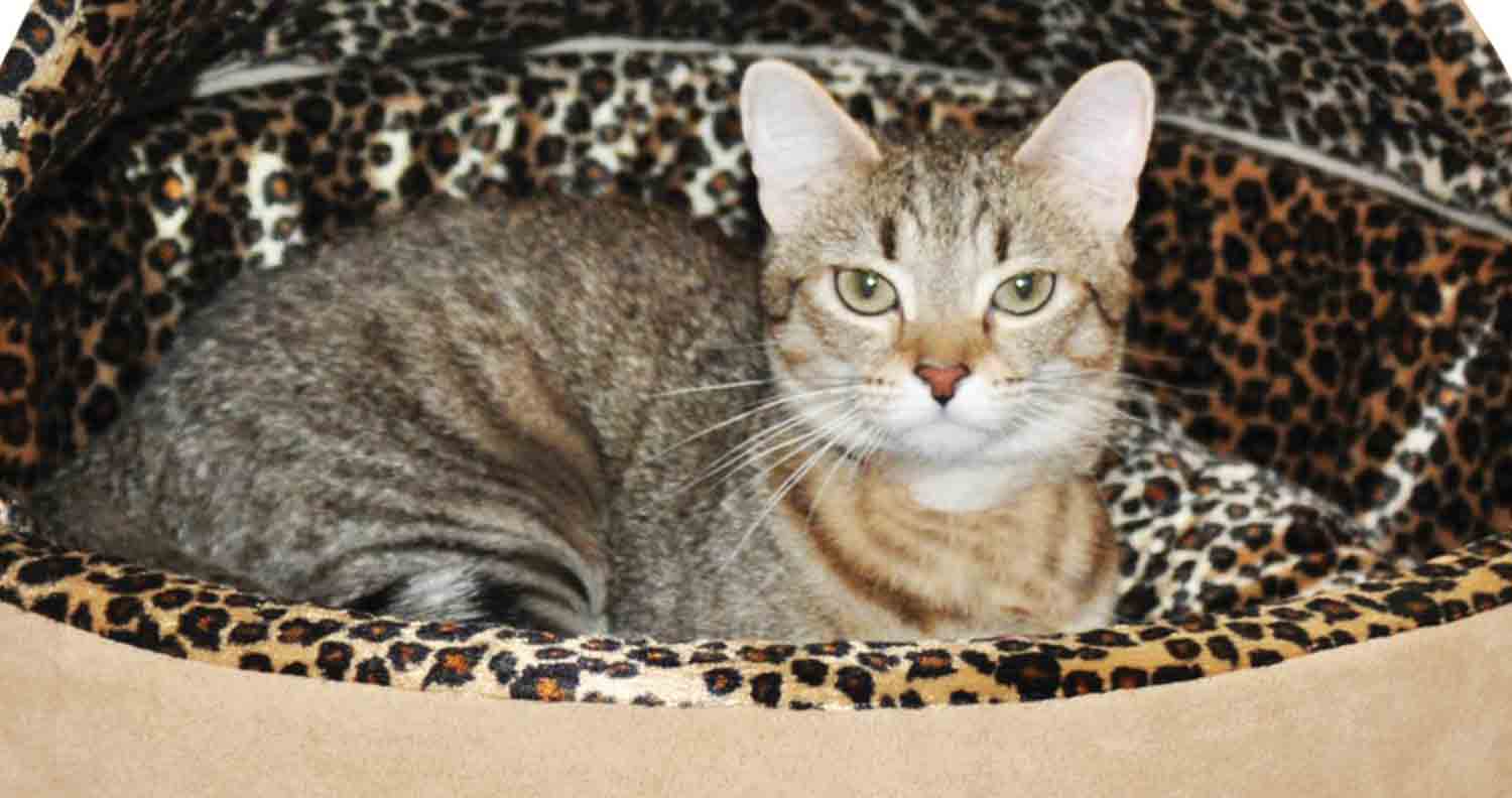 tabby cat in leopard skin cat bed