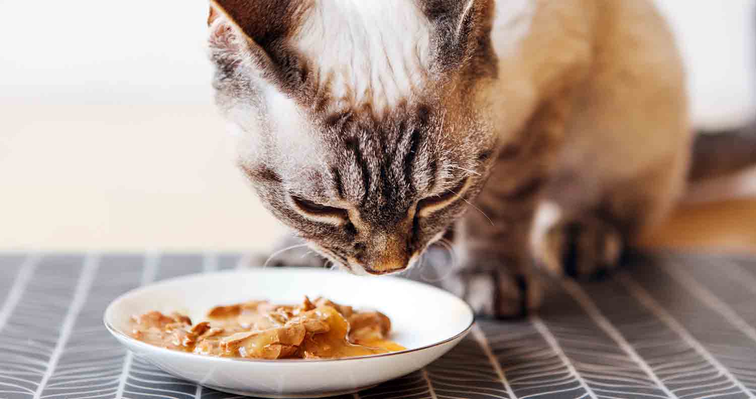 Cat eating high ptotein cat food from a white bowl