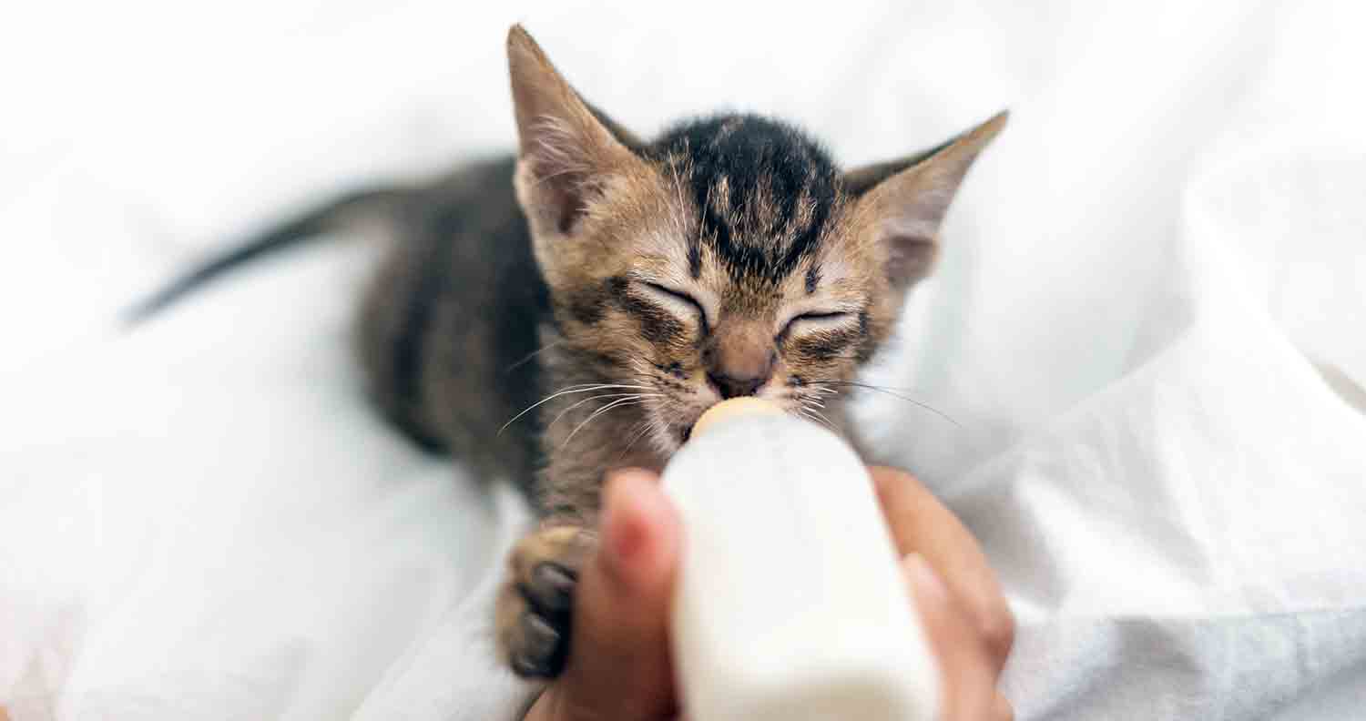kitten drinking from milk bottle with human hand