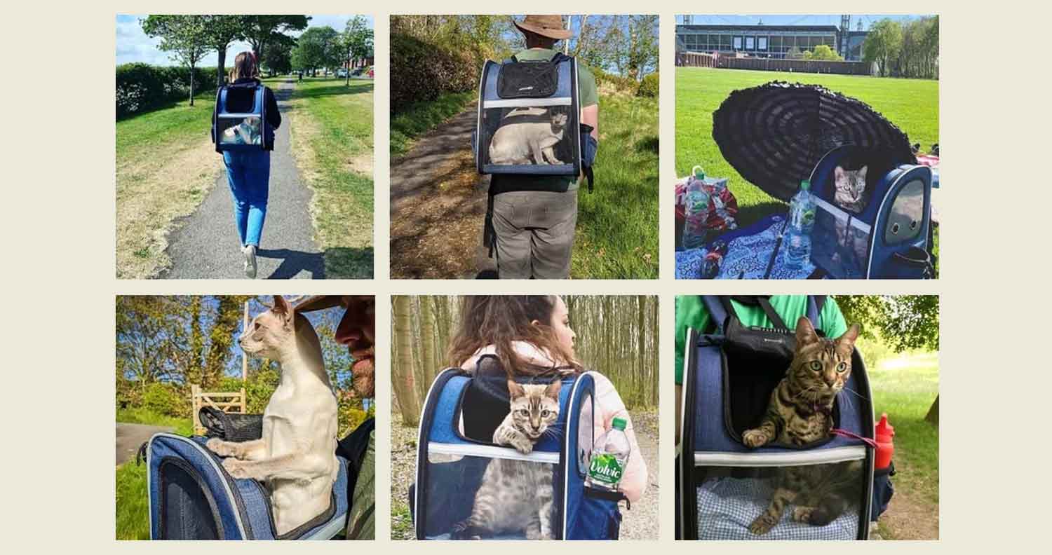 multiple images of cats using their pecute cat carrier backpack