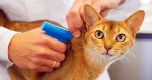 microchipping-cat-health