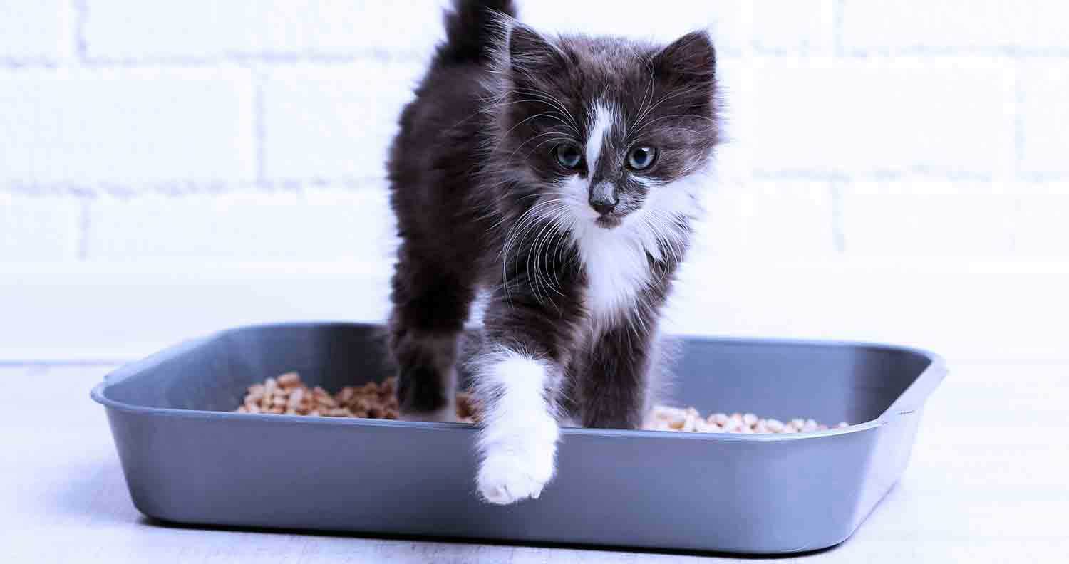black and white kitten getting out of litter tray