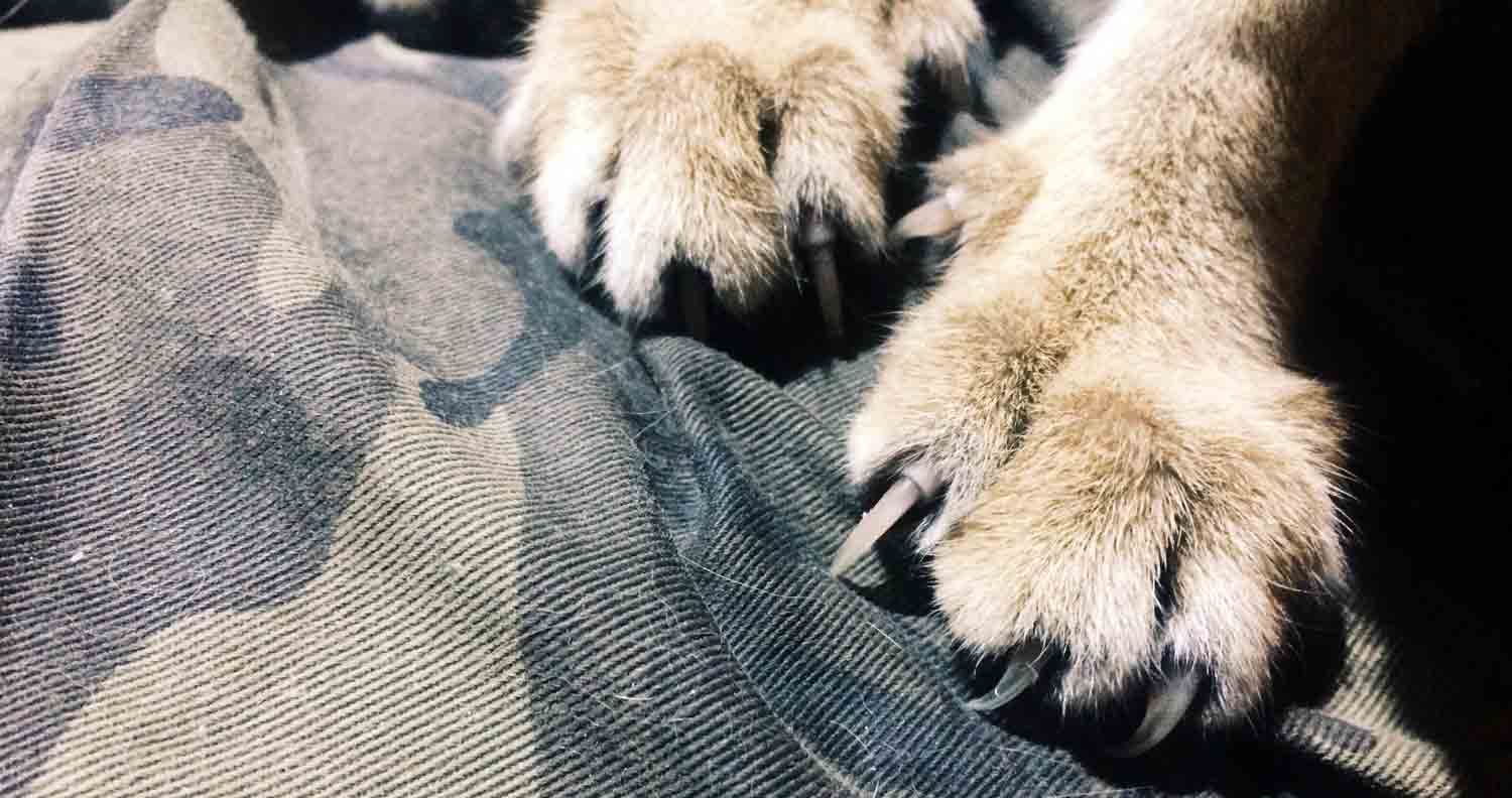 picture of paws with long sharp cat claws sticking out