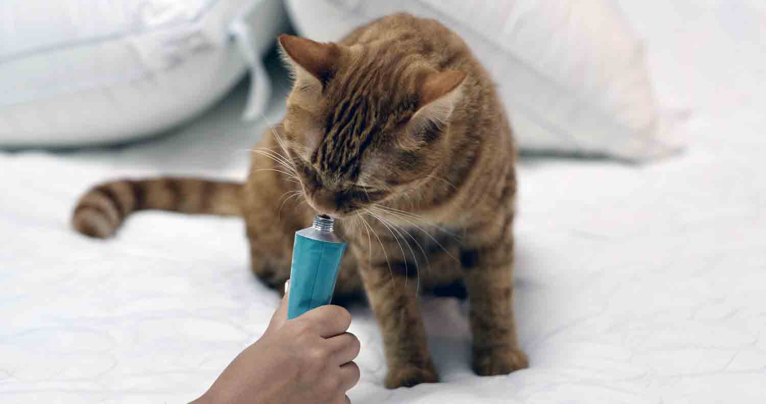 cat sniffing some hairball control gel