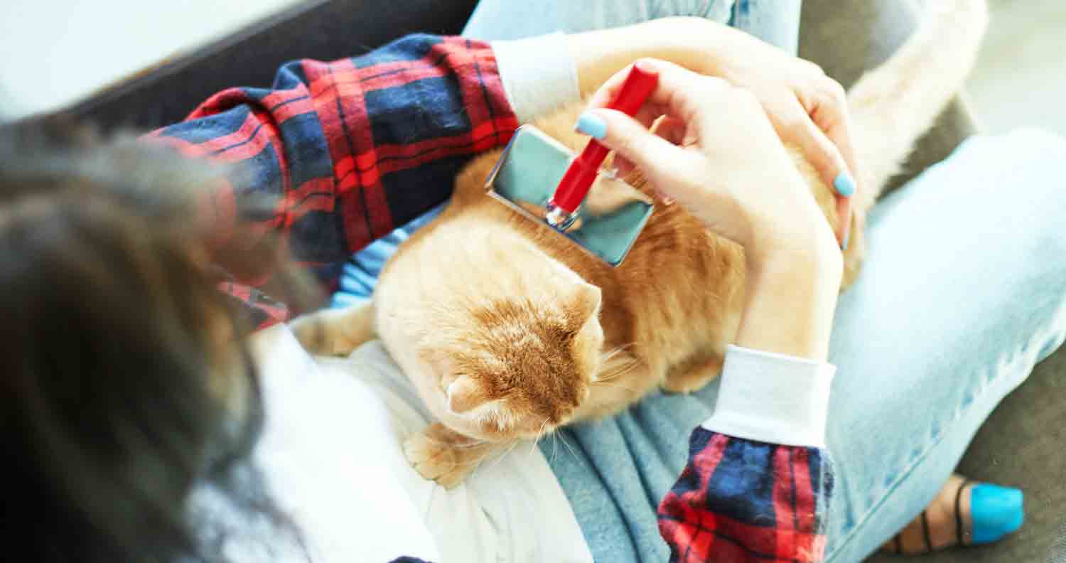ginger cat getting brushed with cat brush