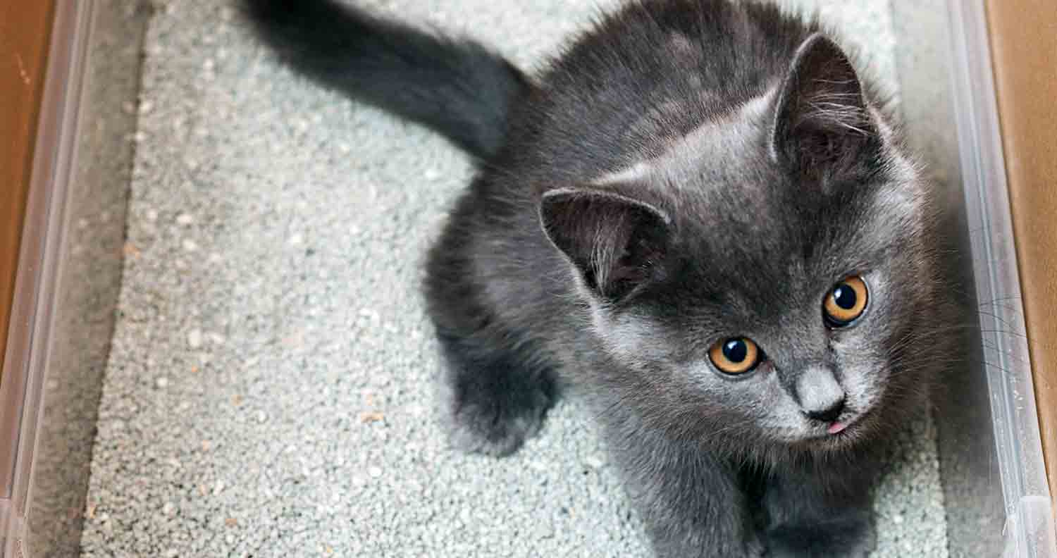 grey kitten with orange eyes using their litter tray 