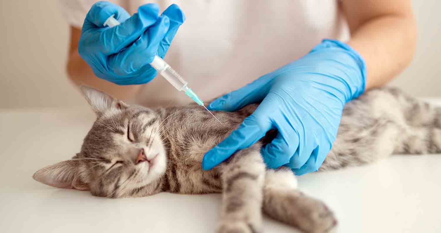 silver tabby getting her cat vaccinations