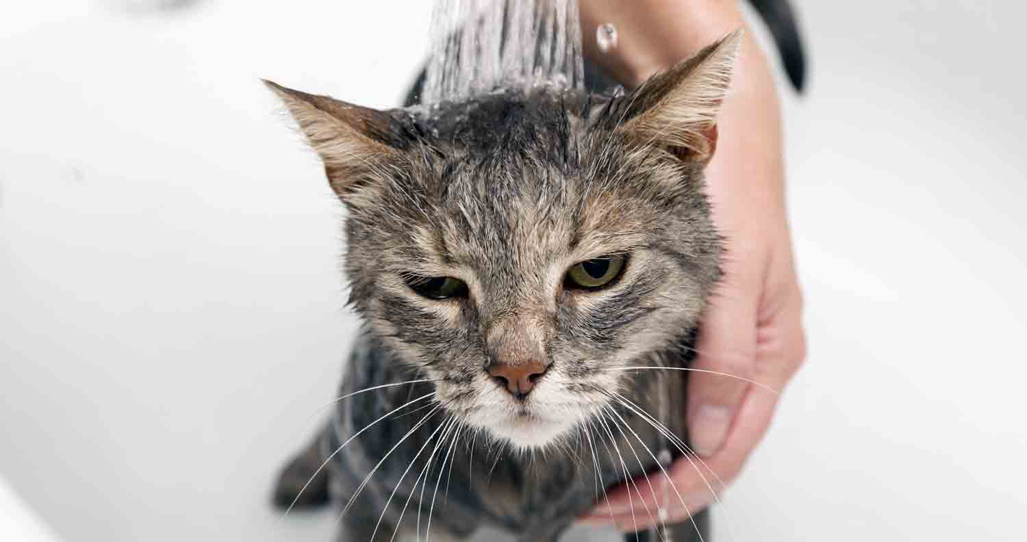 Cat-grooming-guide