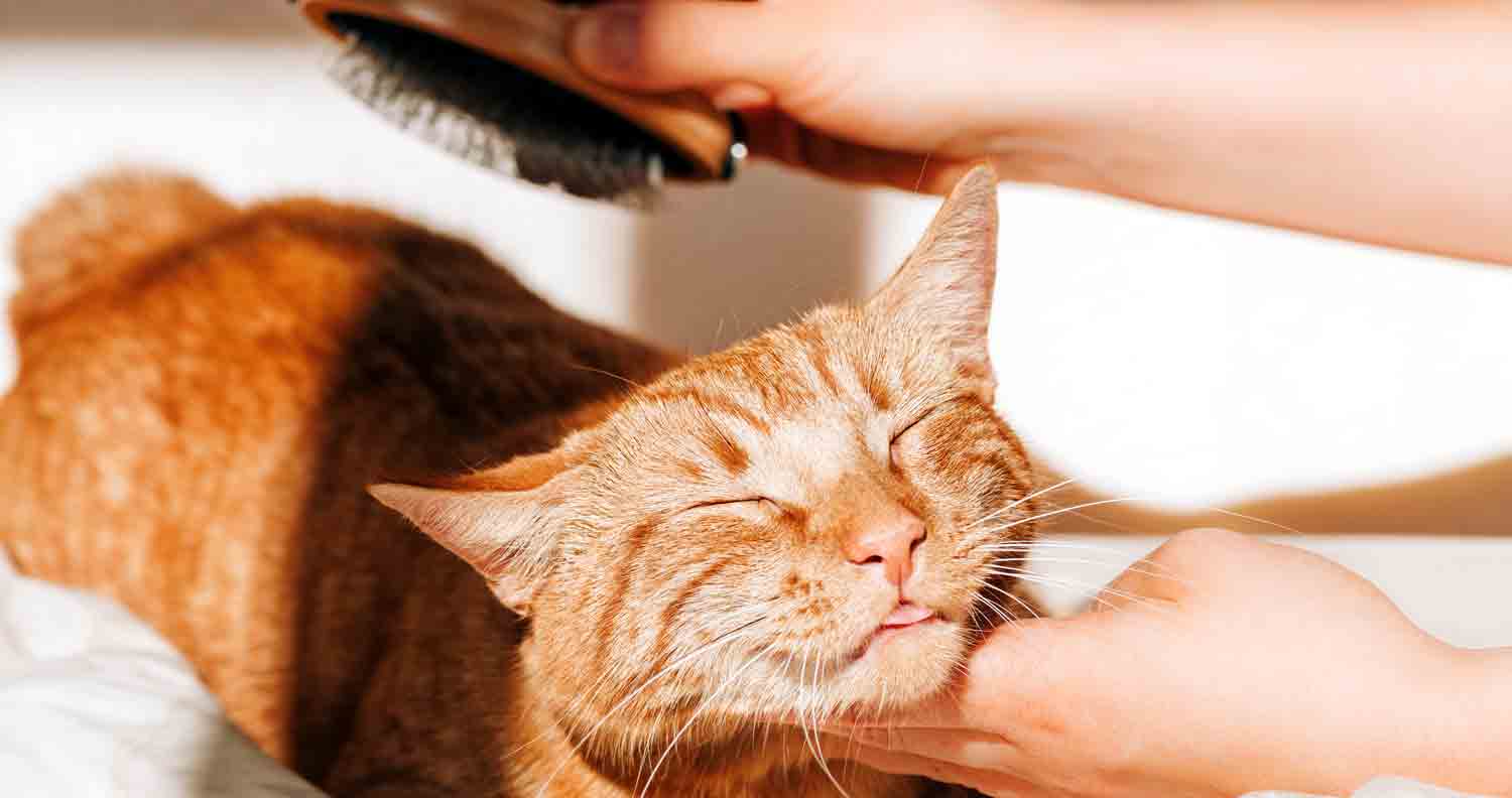 ginger cat been stroked under chin by human