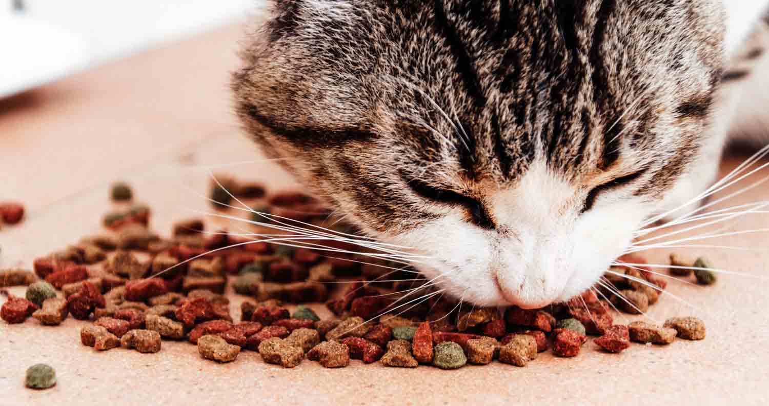 tabby cat eating dry indoor cat food