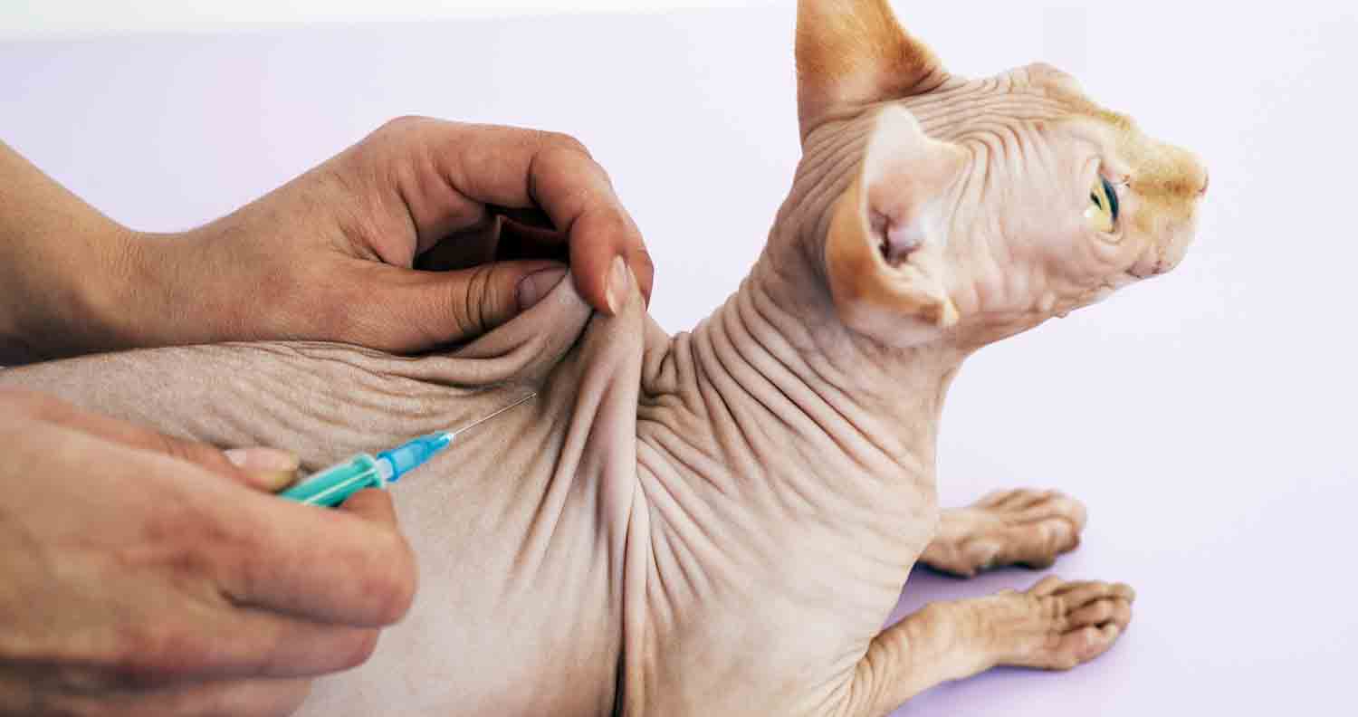 cat getting a jab of cat vaccination at vet