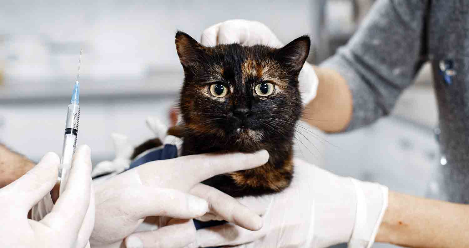 black cat at vets getting jabbed with cat vaccine