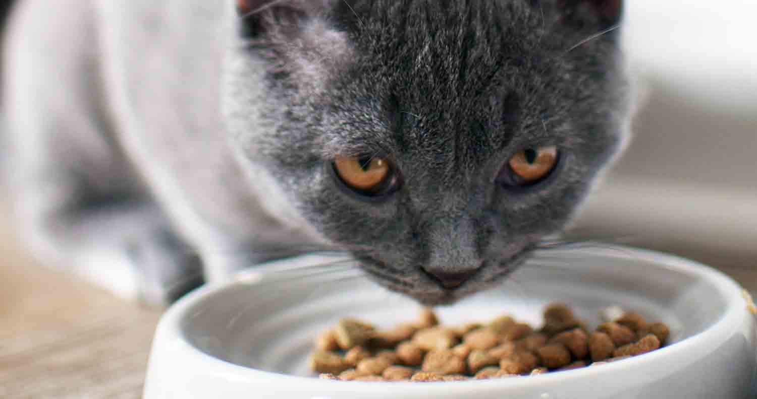 grey cat with yellow eyes eating kibble