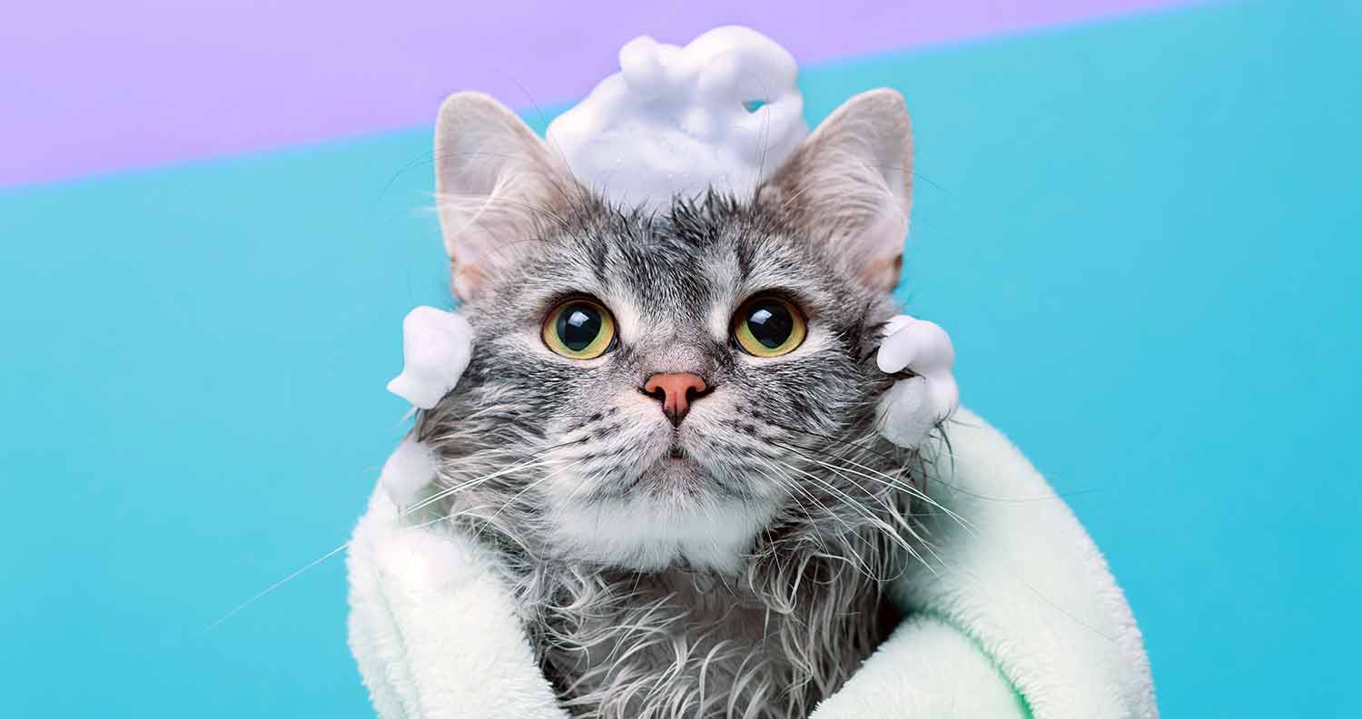 grey cat wet with shampoo foam on it