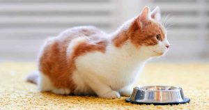best-cat-foods-for-diabetic-cats