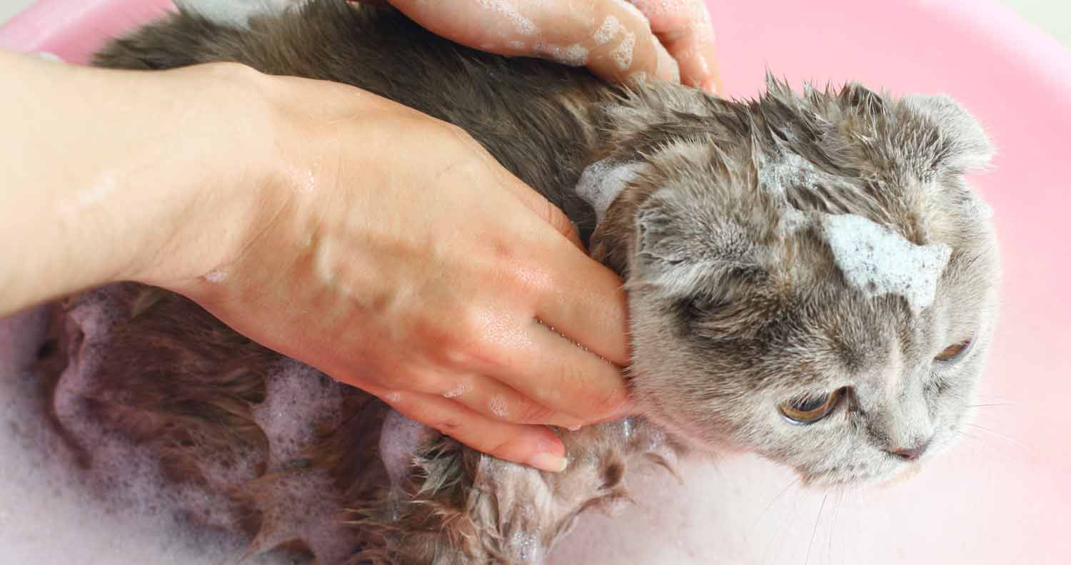grey cat being cleaned with cat shampoo