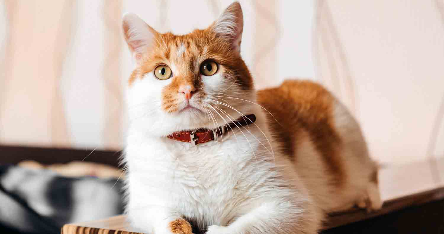 an orange and white adult cat with red collar posing for the camera lying down