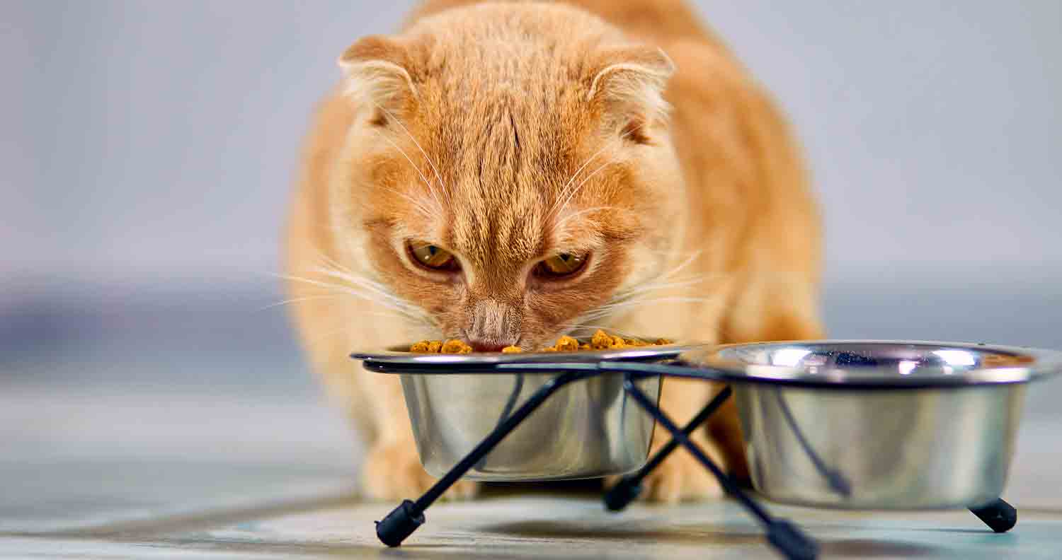 ginger adult cat eating best hairball control cat food