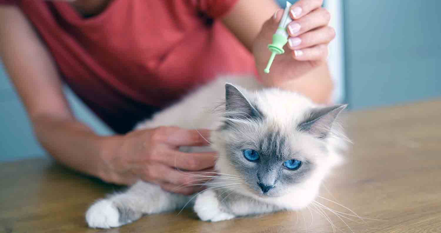 blue eyed, grey cat getting the flea treatment spot on her neck 