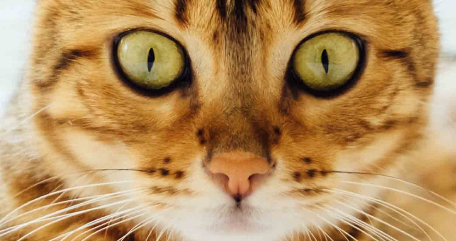 close up of a bengal cat face