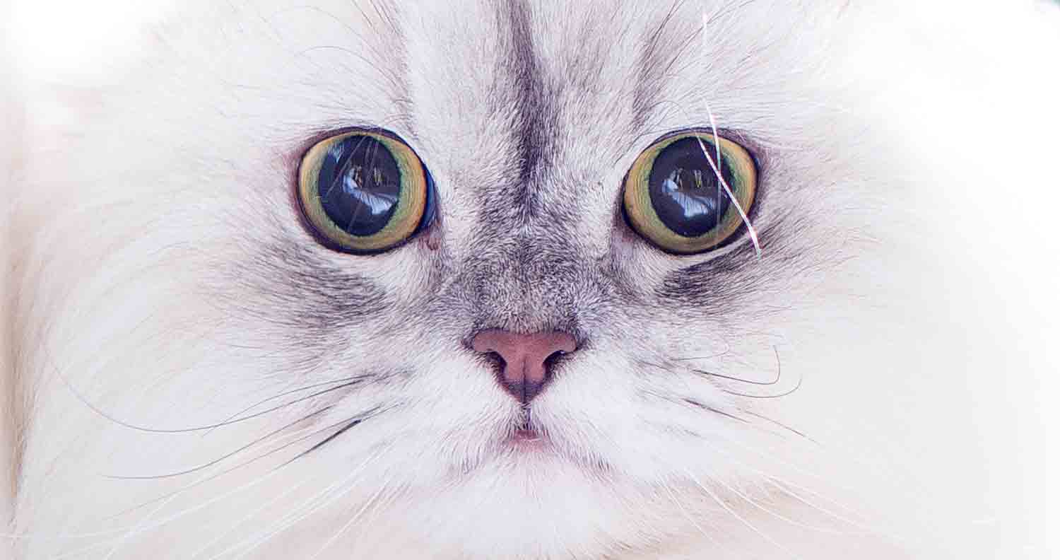 persian-facts-cat-breeds