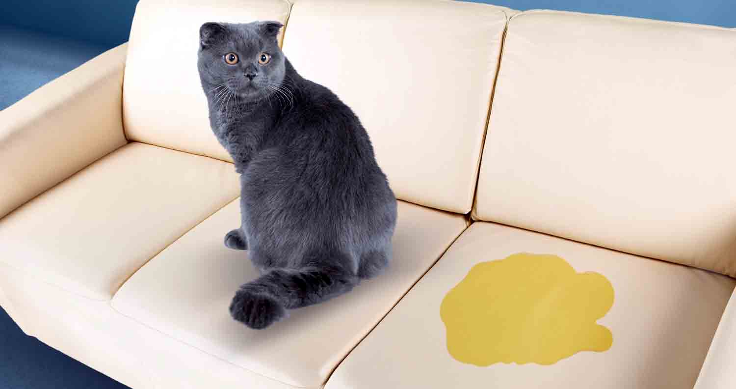 grey cat has peed on sofaCat-pee-cat-care