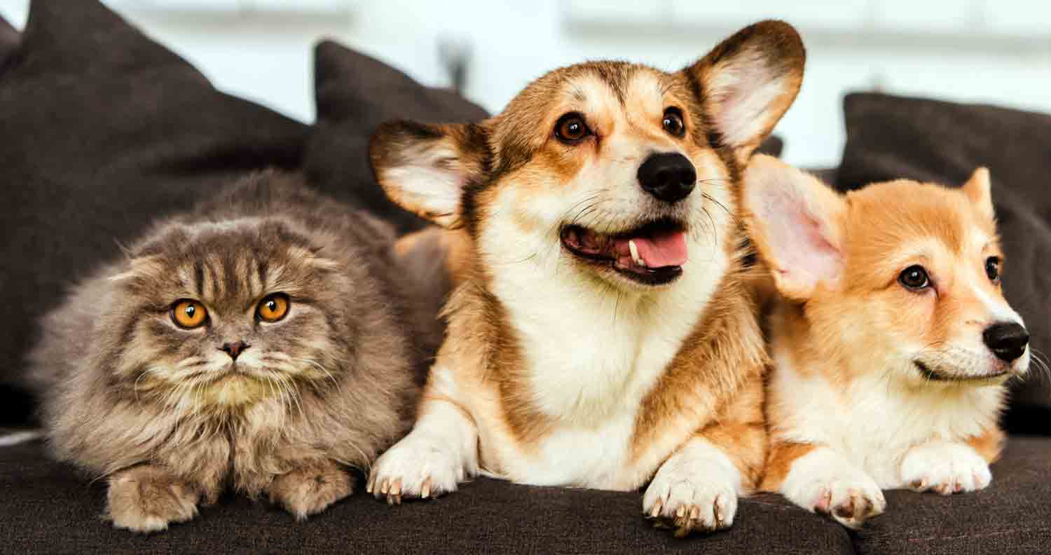 two corgi dogs sitting with a cat together on a sofa