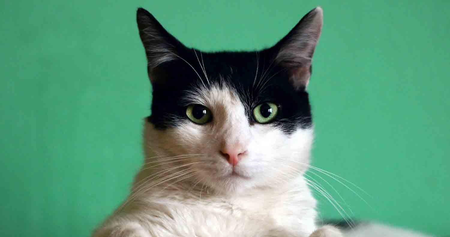 black and white head of a cat  and a green background