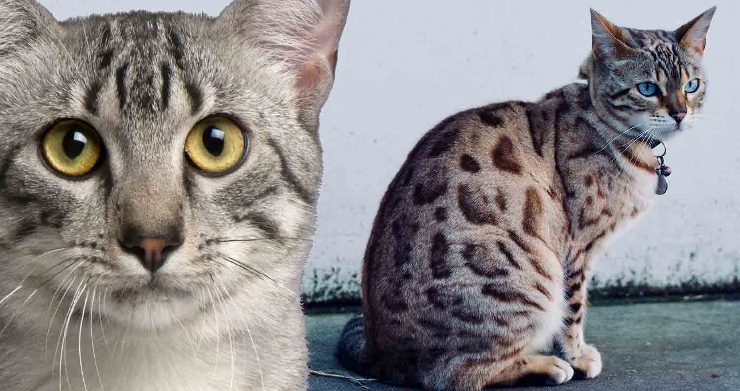 cat-breeds-egyptian-mau