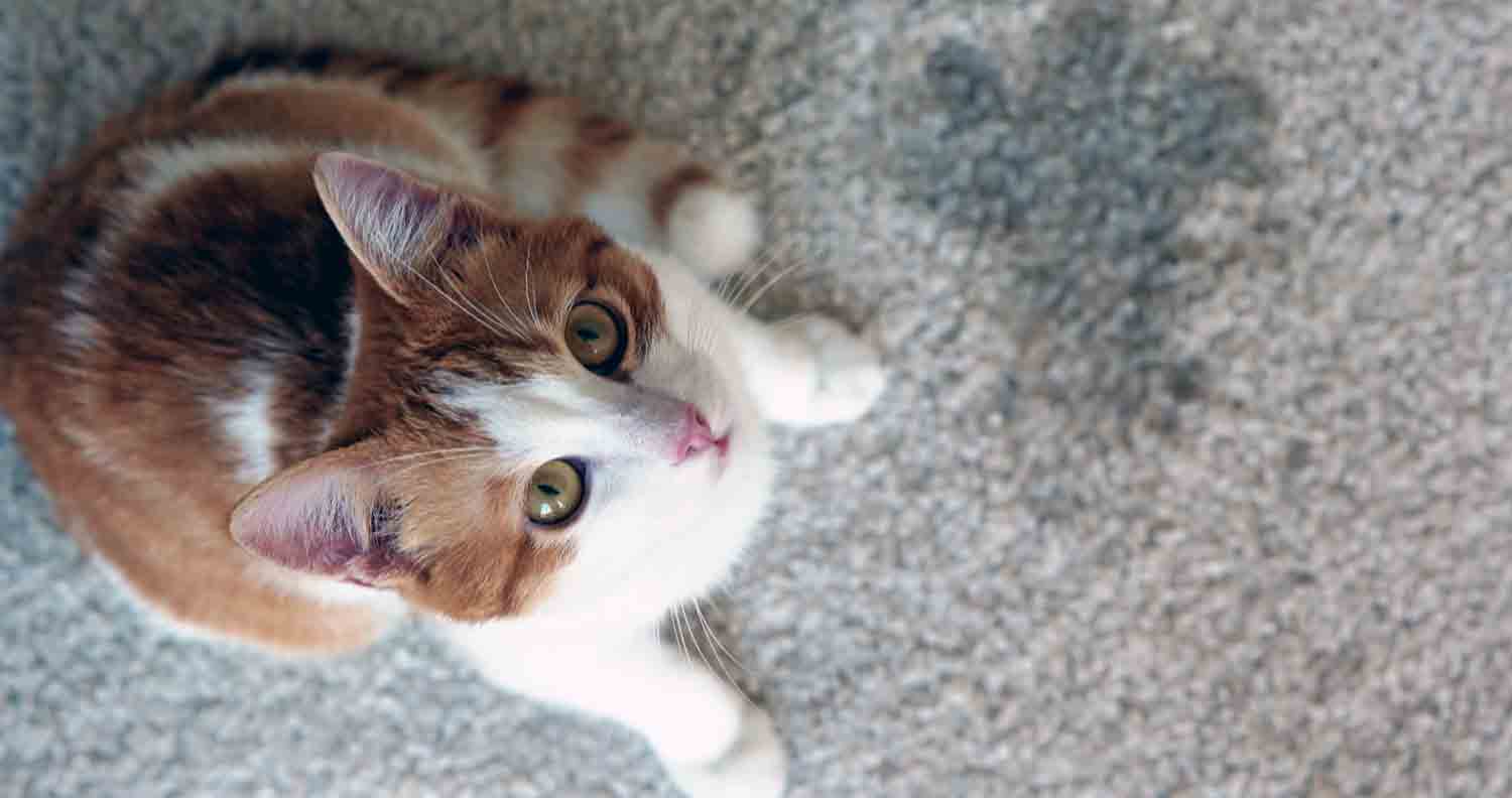 brown and white cat has peed on carpet