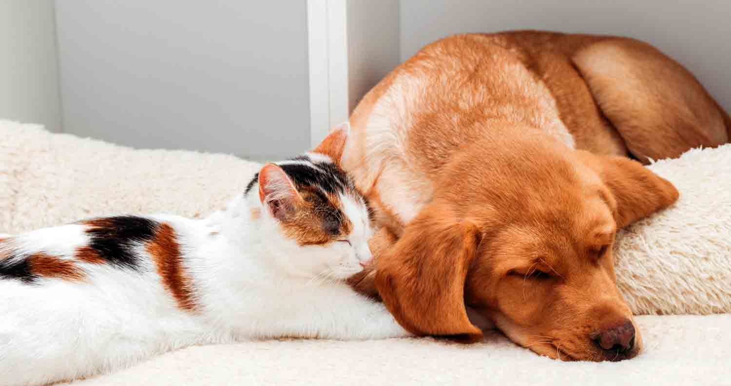 cat snuggled up to a labrador puppy