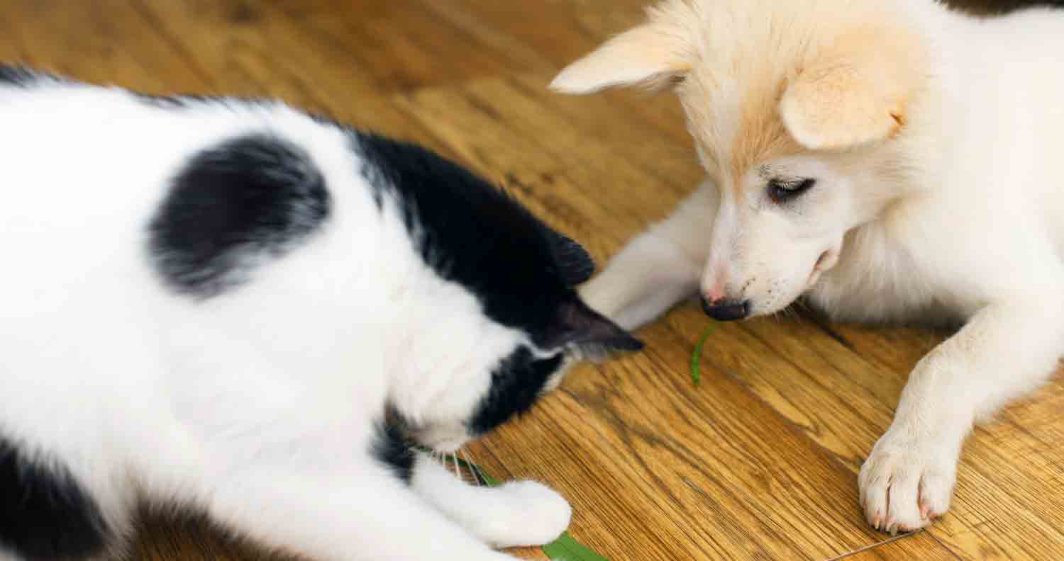 a black and white cat and puppy playing together