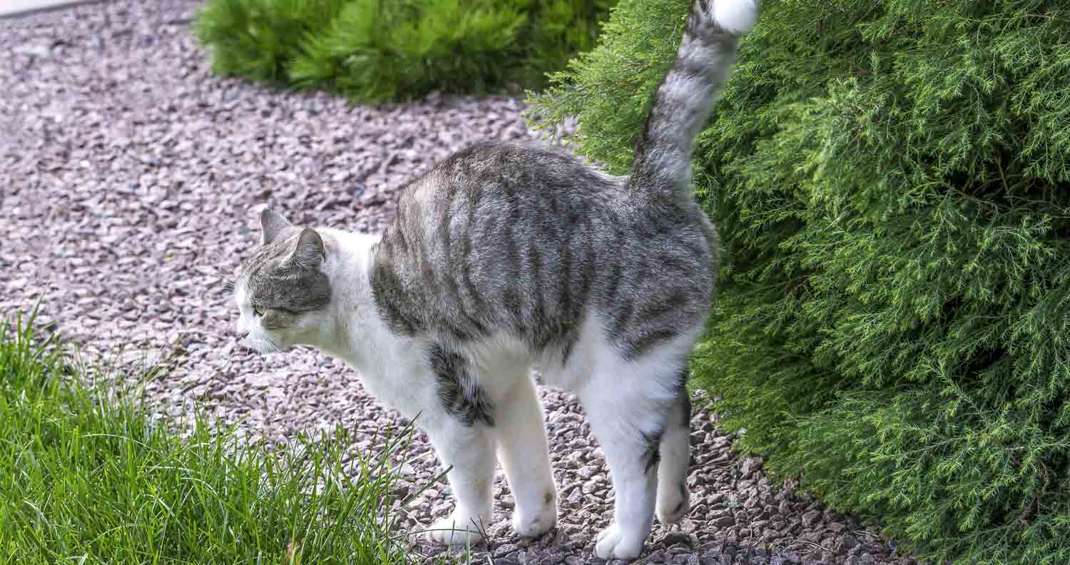 black and white cat spraying in garden