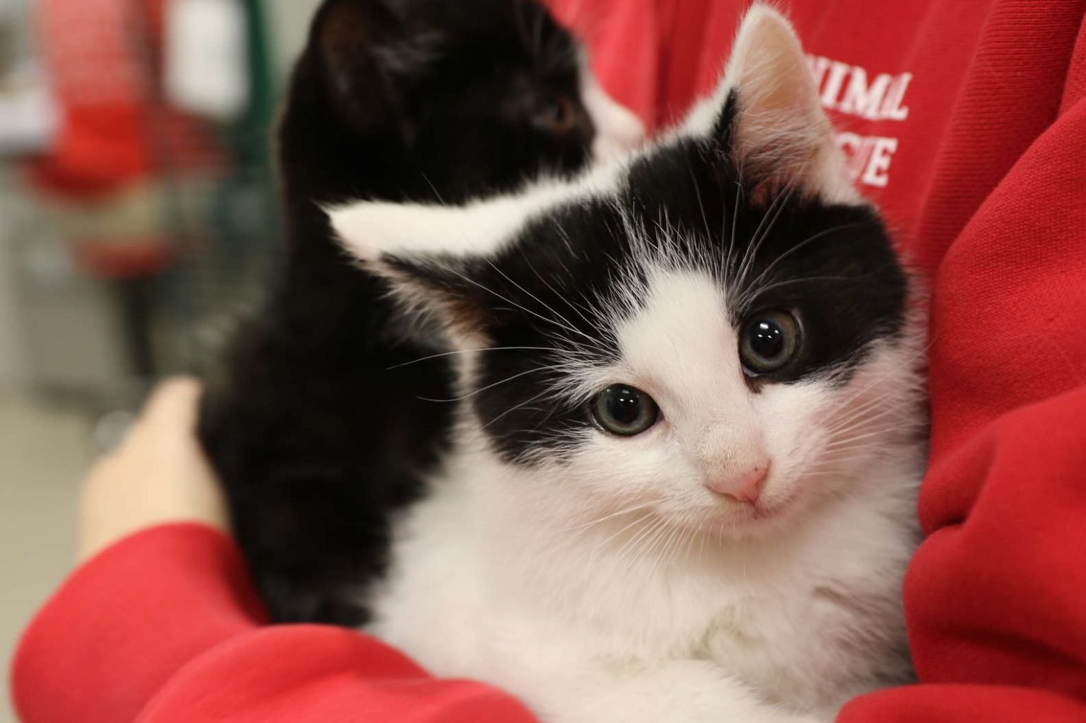 Animal Shelter s Kitten Bjorn Is A Great Invention For Feral Kittens 