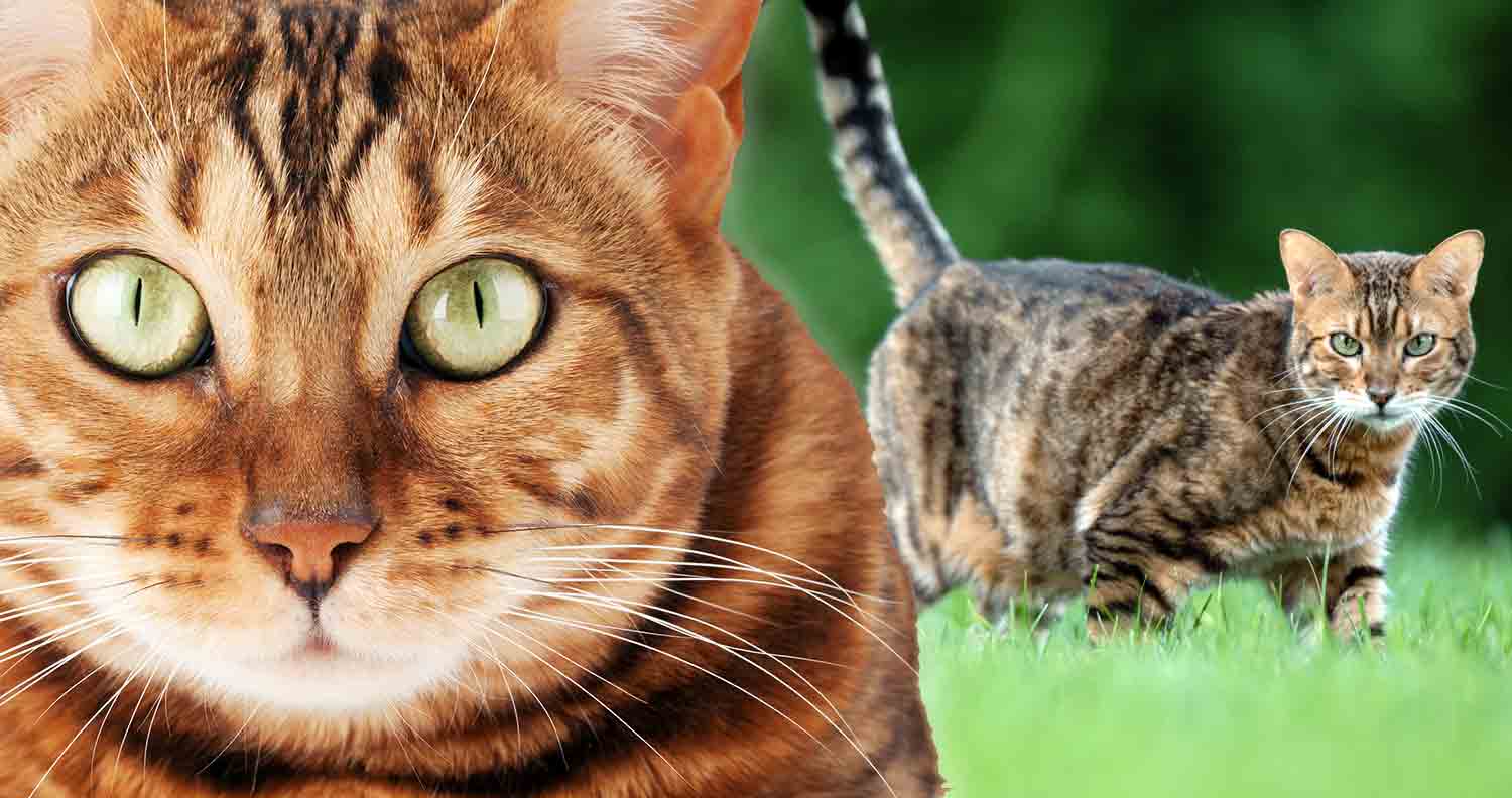 two bengal cats looking forward