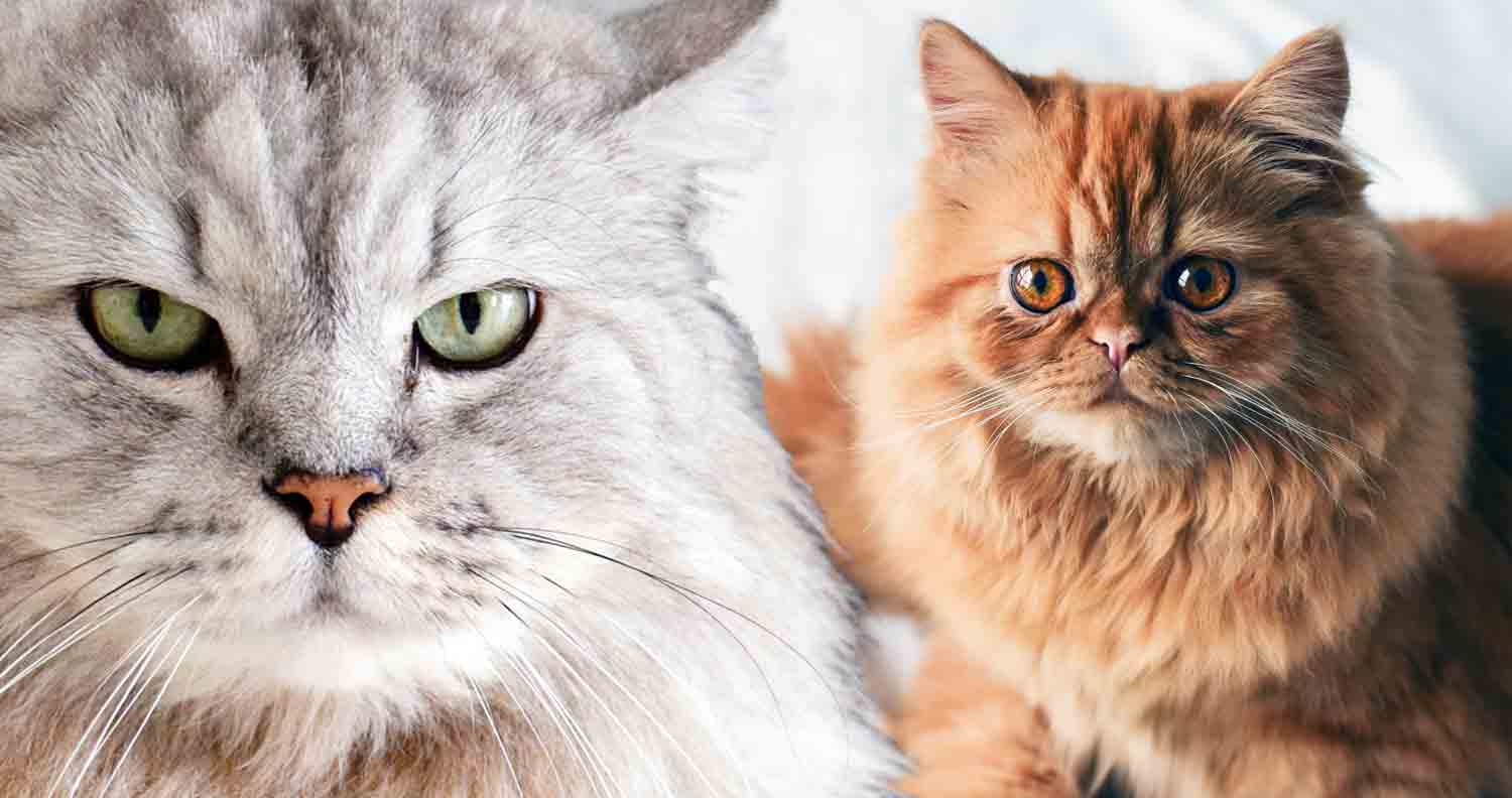 two persian cats. white and brown cats