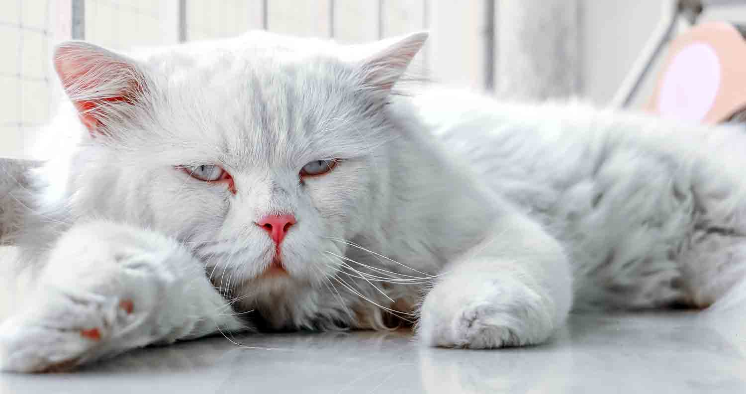 long haired white persian cat white eyes