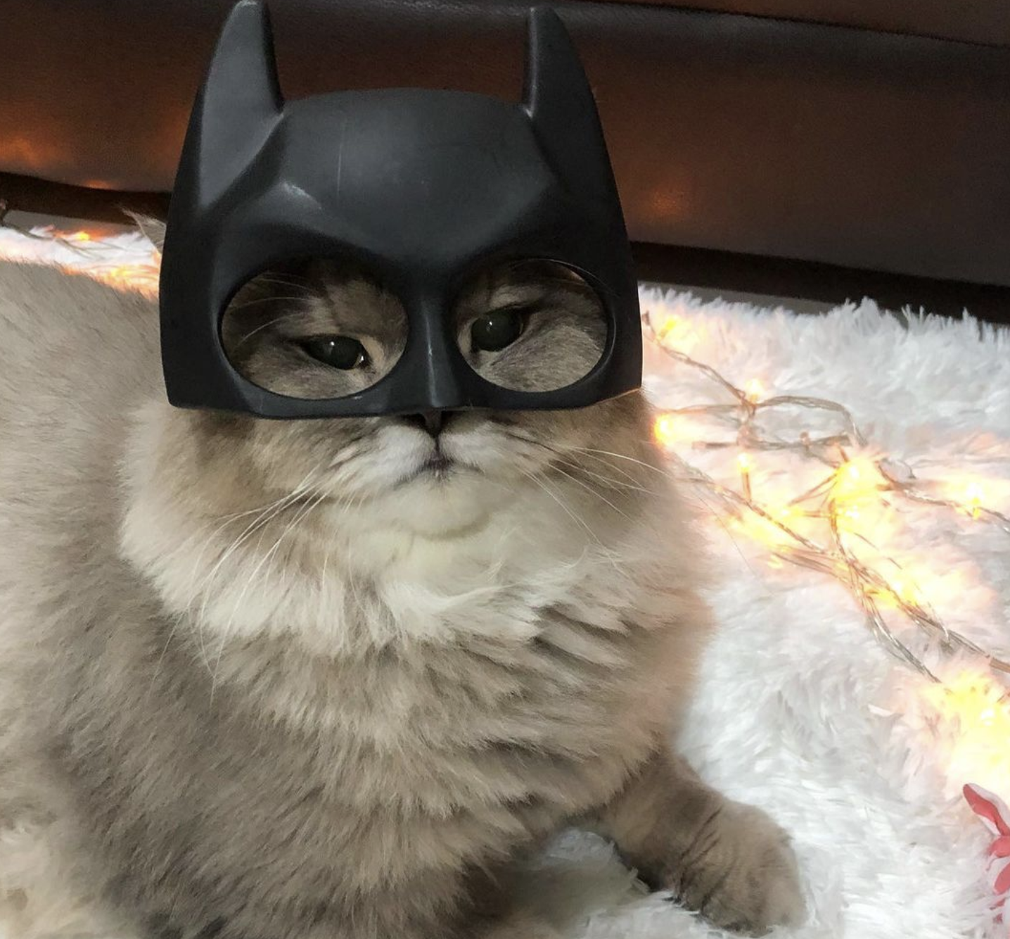 bone bone cat wearing a batman mask