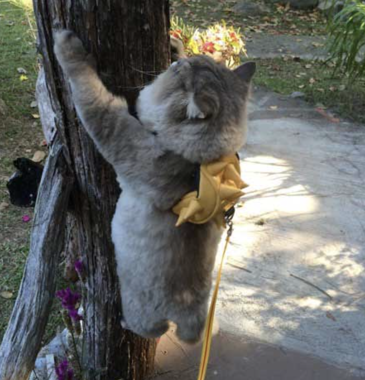 bone bone cat climbing tree