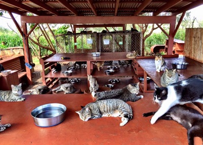around 20 rescue cats lying around relaxing